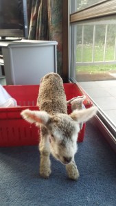 Mum thought this crate would keep me in for a while, but I have other thoughts.