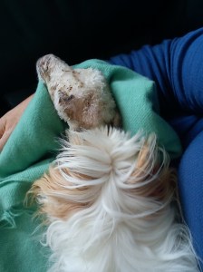 Sibling rivalry between Oscar and the 'flat' lamb.