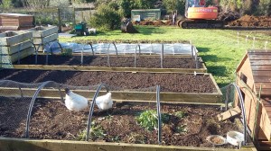 A chook tractor in action.