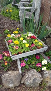 Poly's blooming beautifully.